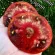 Купить семена томата Вишневый сироп коллекционный