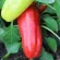 Купить семена Перец Красный Подснежник