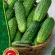 Купить семена Огурец Ратник корнишон