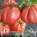 Купить семена Томат Бифштекс Альби (минусинский)