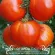 Купить семена Томат Бычье сердце Выставочное Минусинское