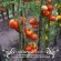 Купить семена Томат Гибрид тарасенко №3