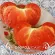 Купить семена Томат Гигант Бельгии