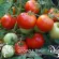 Купить семена Томат Ренет