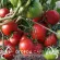 Купить семена Томат Сердце Кенгуру