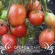 Купить семена Томат Минусинские Солдатово