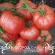 Купить семена Томат Сызранка