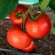 Купить семена Томат Стрега