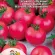 Купить семена Томат Малиновка, Русский огород