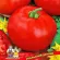 Купить семена Томат Миллионер
