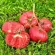 Купить семена Томат Минусинский Улучшенный отбор