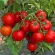Томат Анюта F1
