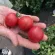 Купить семена Томат Росе