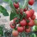 Купить семена Томат Росе