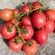 Купить семена Томат Росе