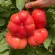 Купить семена Томат Розовый Марманде