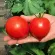 Томат Семко 2010