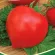 Томат Семко 2010