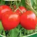 Купить семена Томат Сирано F1