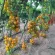 Купить семена томат Ясик