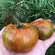 Купить семена Томат Гном Картофельная гадюка (Spud Viper)