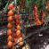 Купить семена Томат Оранжевый Фонтан черри Вкуснотека