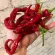 Купить семена Перец Змейка