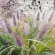 Купить семена Пеннисетум Лисий хвостик (семена сухоцветов)