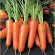 Купить семена Морковь Абако в пакетах