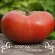 Томат Кишиневский