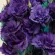 Купить Эустома Эхо пурпур F1 крупноцветковая махровая