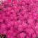 Купить Гвоздика многолетняя альпийская Розовая лужайка