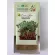 Купить семена микрозелени Редис Чайна Роуз