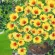 Купить семена Портулака Happy Trails Yellow