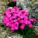 Купить Гвоздика многолетняя альпийская Розовая лужайка