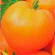 Купить семена томат Бычье сердце оранжевое