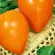 Купить томат Бычье сердце оранжевое